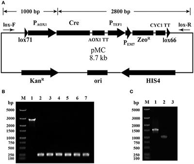 A Novel Vector for Construction of Markerless Multicopy Overexpression Transformants in <mark class="highlighted">Pichia pastoris</mark>
